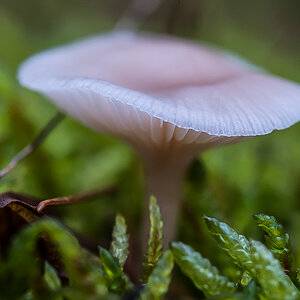 Laowa-Pilz (1 von 1).JPG