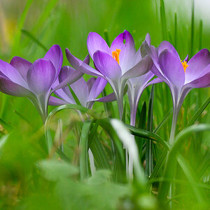 Krokusse