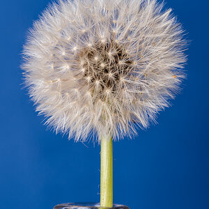 Pusteblume