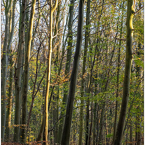 595 Herbstsonne
