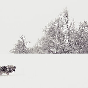 snowy.jpg