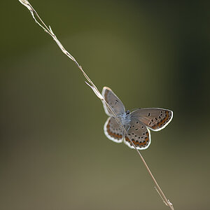 schmetterling_11.jpg