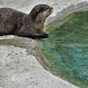 Kurzkrallenotter.jpg