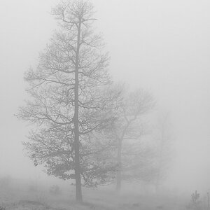 Dezembernebel
