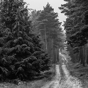 Waldweg (1 von 1).JPG