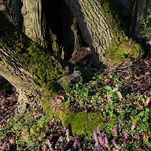 DSC_4256n.JPG