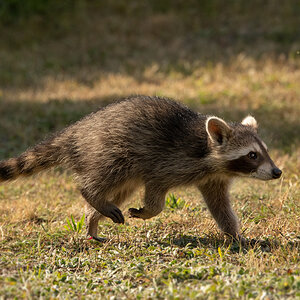 NF_DSC_2751.jpg