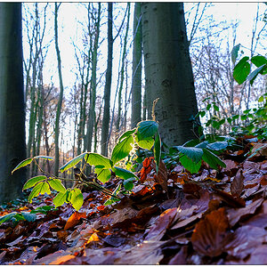 600 Herbstsonne am Waldboden