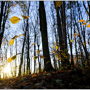 601 Herbstsonnig
