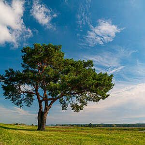 Kiefer im Nationalpark Unteres Odertal