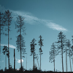 Downward Branch
