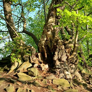 DSC_0074_00001n.jpg