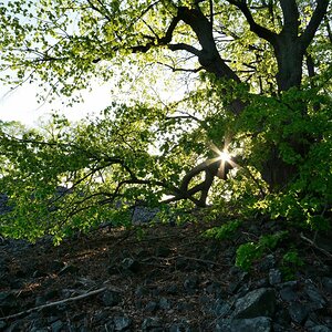 DSC_0088_00001n.jpg