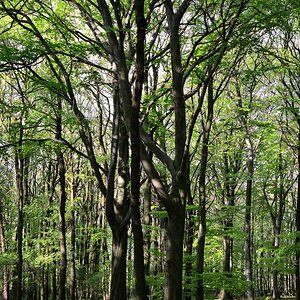 DSC_5996_00001n.jpg