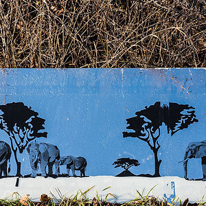 Serengeti (1 von 1).JPG