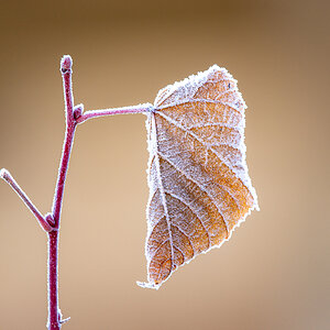HAR_0261-2.jpg