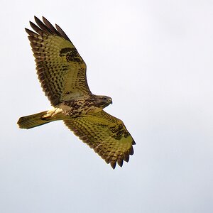 Mäusebussard 1.jpg