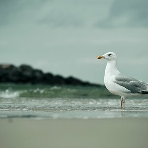 Silbermöwe Ostsee