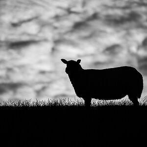 Das schwarze Schaf