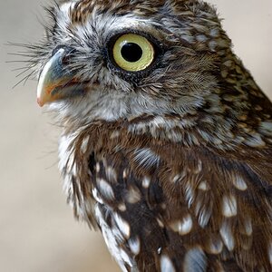 Steinkauz Portrait.jpg