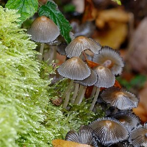 C71_2598.jpg