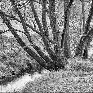 Weide an der Aue (1 von 1).JPG