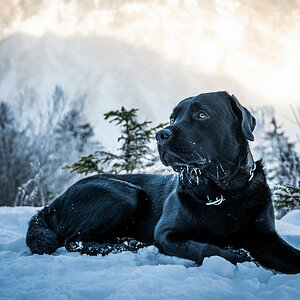 Cedric im Schnee