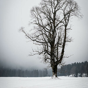 Einsamer Baum im Winter