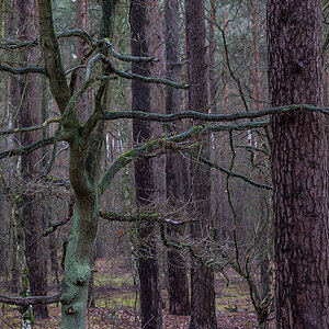 Eiche im Kiefernwald (1 von 1).JPG