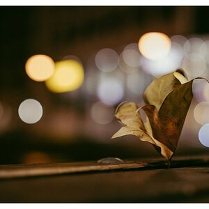 Blatt im Licht der City