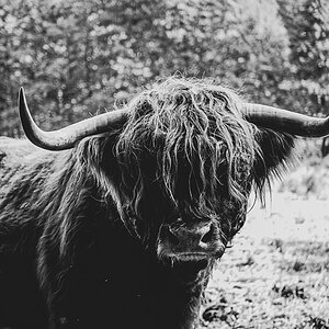 Highland Cattle