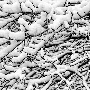 Schneezweige (1 von 1).JPG