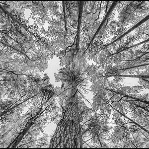 Winterwald BW (1 von 1).JPG