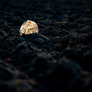Blatt auf Acker