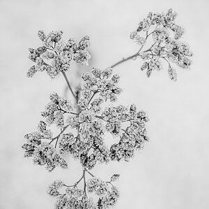 Frostpflanze