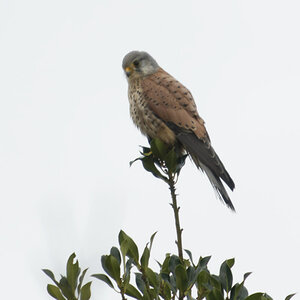 _DSC8761NF.jpg