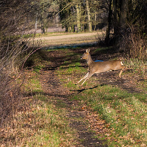 Wildwechsel (1 von 1).JPG