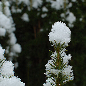 DSC_0340Hxl.jpg