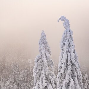 2021-01-16_Hornisgrinde_05.jpg