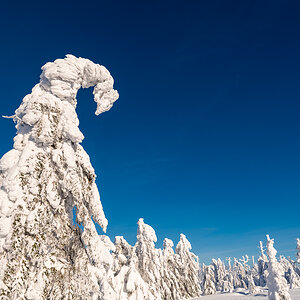 2021-01-16_Hornisgrinde_20.jpg