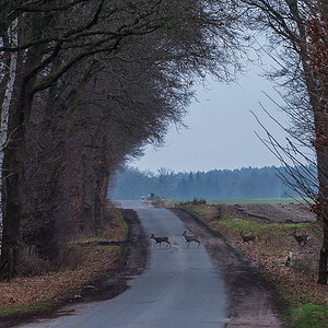 Wildwechsel (1 von 1).JPG