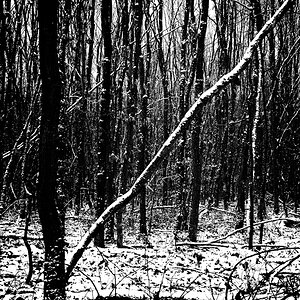 Wald im Schnee