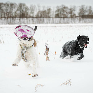 Hunde, Schnee und Frisbee