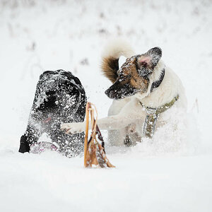 Hunde, Schnee und Frisbee