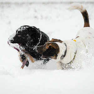 Hunde, Schnee und Frisbee