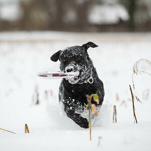 Hunde, Schnee und Frisbee