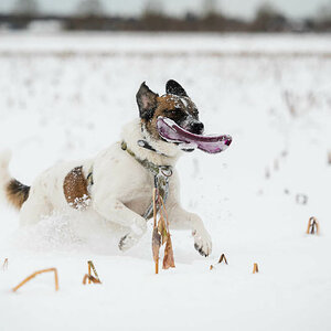 Hunde, Schnee und Frisbee