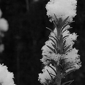 DSC_0340HSW.jpg