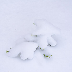 Schneebedeckt (1 von 1).JPG