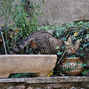 Südfranzösische Katze